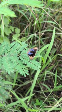 Blue Pansy Butterfly Junonia Orithya Perched on Green Leaves