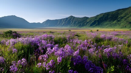 Obraz premium Jeju Sangumburi Crater Grassland Purple Bellflower Sea