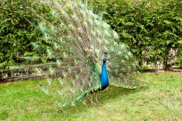 Fototapeta premium Male Indian peacock displaying vibrant colorful feathers in a garden