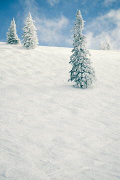 Snow covered pine trees in a rural snowy landscape in winter, Steamboat Springs, Colorado, USA