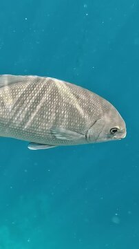 Vertical video. Bermuda chub fish swims in Red Sea in Egypt. Underwater life, snorkeling.