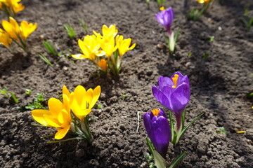 Obraz premium Multiple purple and yellow flowers of Crocus vernus in March