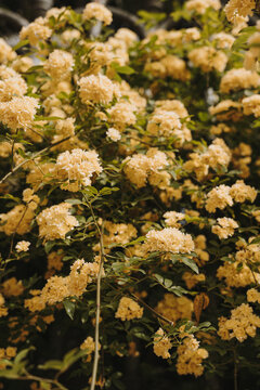 Abundant Clusters Of Lady Banks Roses Blooming With Small Yellow Flowers In A Lush Spring Garden