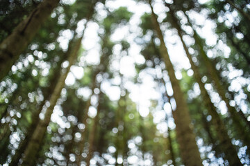 Blurred forest canopy with soft bokeh sunlight filtering through tall green trees in a peaceful wood © Octavian