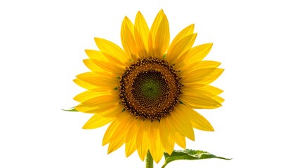 Fototapeta premium Vibrant Sunflower in Full Bloom Against a White Background.