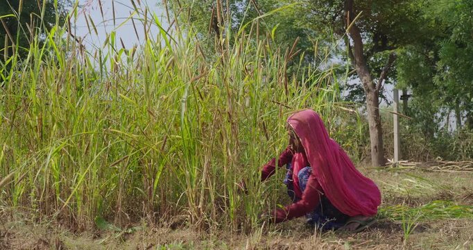 Indian elderly mature lady woman wear saree cover head sitting do farm filed work outdoor rural area. Female elder use hand sickle cutting green tall fodder grass new day time outside village place