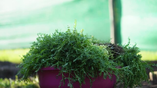 Fresh organic chana saag is carefully harvested using traditional methods. Rich in nutrients and antioxidants, it supports healthy, chemical-free diets and sustainable farming.