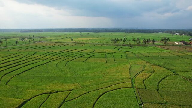 Aerial drone footage of a colorful rice field area, in randow raw shapes, green parcels, hills behind and forests, a water irrigation canal, stormy sky, in Banjarnegara regency, Java island, Indonesia