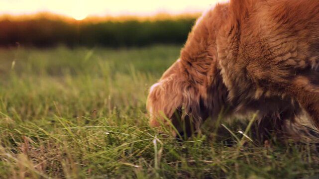 Smart cocker spaniel dog sniffs grass walking with owner in rural meadow at sunset healthy hound dog with owner in evening country park spaniel dog walks with owner along field at twilight closeup