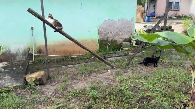 Tricolor Cat Balanced on Inclined Plank and Black Cat in Grass