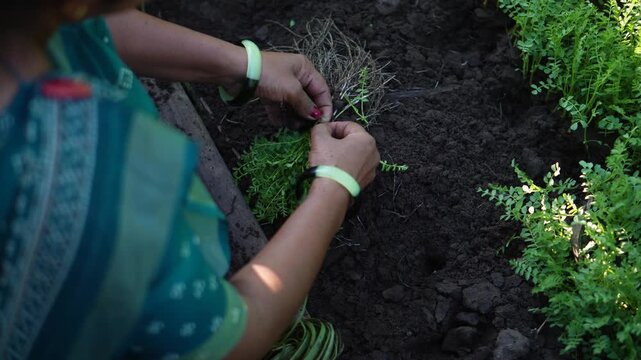 Learn proper seedling bundle tying for organic farming. It protects roots, ensures easy transplanting, reduces damage, and promotes healthy growth for better yield and productivity.