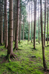 Fototapeta premium Dense pine forest with mossy ground and tall straight tree trunks in summer in Bavaria Munich 