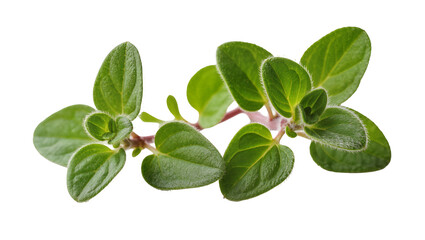 Fresh green oregano herb sprig with small oval leaves, isolated on transparent background © Carlos