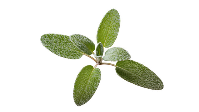 Fresh green sage herb sprig with textured leaves, isolated on transparent background