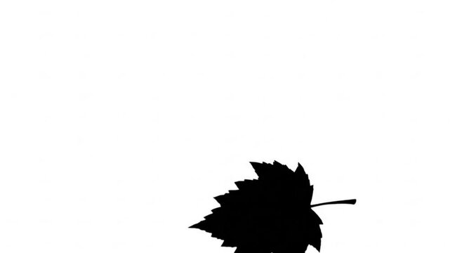 silhouette of a single maple leaf falling