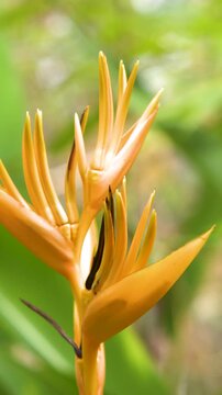 Yellow Heliconia Tropical Flower Blooming in a Lush Garden in Thailand