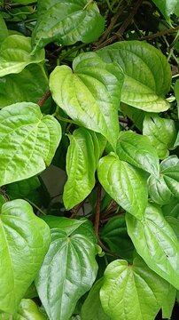 Betel leaf plants (Piper betle) grow well in the garden.