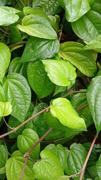 Betel leaf plants (Piper betle) grow well in the garden.