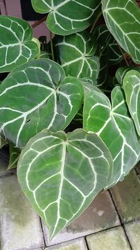 Anthurium crystallinum, the heart-shaped leaves plant, as known as "Kuping Gajah" (Elephant's Ear) in Indonesian.