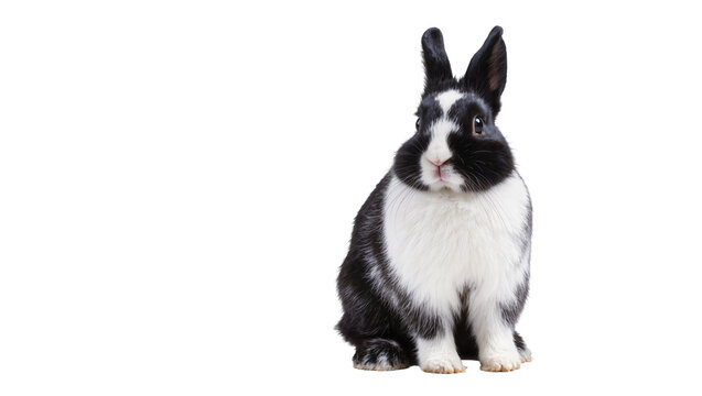 Black and white Dutch rabbit sitting, isolated on transparent background