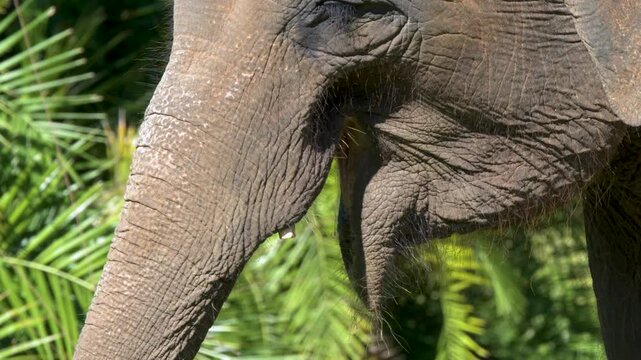 Close Up Portrait of an Asian Elephant in a Tropical Environment
