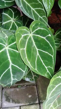 Anthurium crystallinum, the heart-shaped leaves plant, as known as "Kuping Gajah" (Elephant's Ear) in Indonesian.