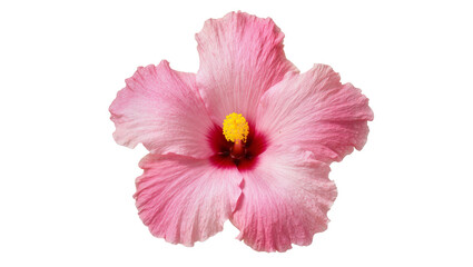 Delicate pink hibiscus flower with yellow stamen, isolated on transparent background © Carlos