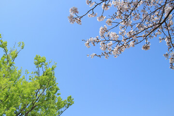 桜 花 春 新緑 青空 背景