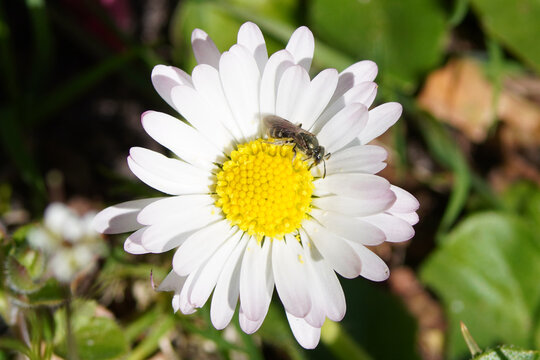 White-footed Furrow, White footed Furrow Bee, Lasioglossum leucopus on flower of common daisy Bellis perennis. Spring, April, Netherlands.