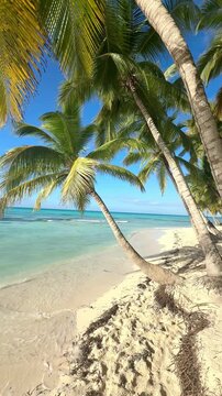 travel to the coconut palm tree on the beach