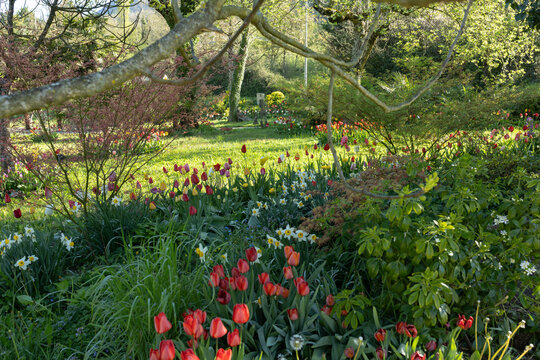 Jardin de tulipe