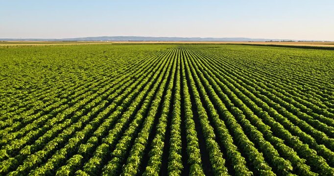 Low aerial drone flying over rows of soybeans