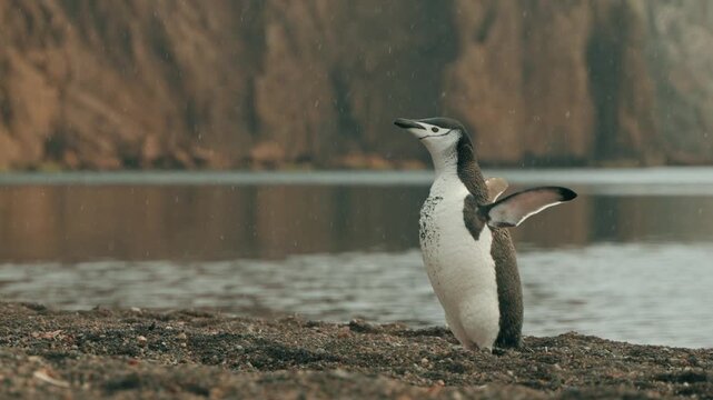 Lone chinstrap penguin stands on dark volcanic beach at Whalers Bay, Deception Island, shaking its head and spreading flippers while gazing around dramatic red cliff backdrop