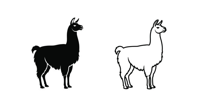 Llamas vs Alpacas Key Differences Guide Vector