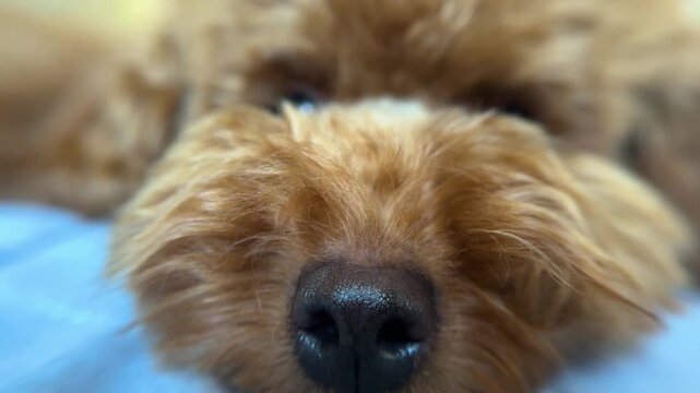 Brown doodle dog nose close up. Macro view of fluffy toy poodle puppy fur and snout. Cute lazy pet lying down on bed. Domestic animal resting at home. Canine portrait for veterinary care concept.