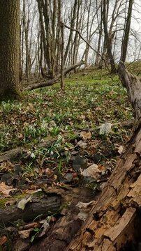forest in spring. Ukrainian landscapes 4k. snowdrops blooming in the forest. spring day in the forest. first forest flowers