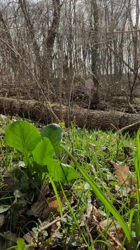 forest in the forest