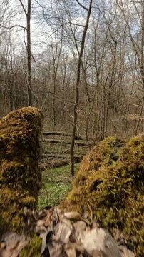 trunk of a tree in the forest. Ukrainian landscapes 4k. on a walk in the forest. fallen trees in the forest