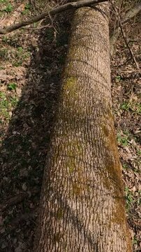 trunk of a tree in the forest. Ukrainian landscapes 4k. on a walk in the forest. fallen trees in the forest