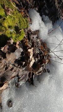 autumn leaves in the snow. Ukrainian landscapes 4k. on a walk in the forest. melting snow in the forest. melting snow in the spring. green moss under the snow