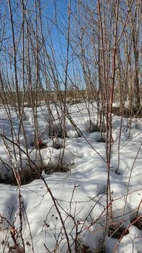 Ukrainian landscapes 4k. on a walk in the forest. melting snow in the forest. melting snow in the spring