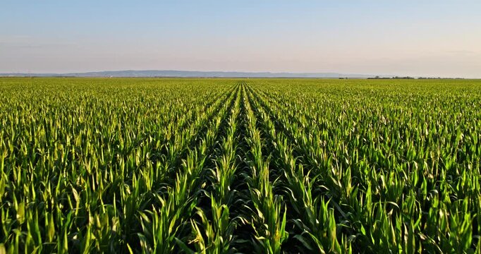 Green cornfield rows leading to horizon