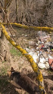 garbage in the forest. garbage in the park. garbage on the road. natural landfills. Ukrainian landscapes 4k. garbage in the environment