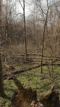 trunk of a tree in the forest. Ukrainian landscapes 4k. on a walk in the forest. fallen trees in the forest