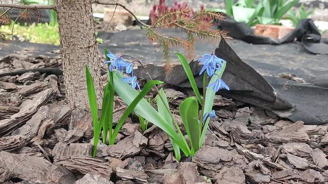 Siberian squill Scilla siberica blue flowers blooming in garden mulch under pine tree in spring close up