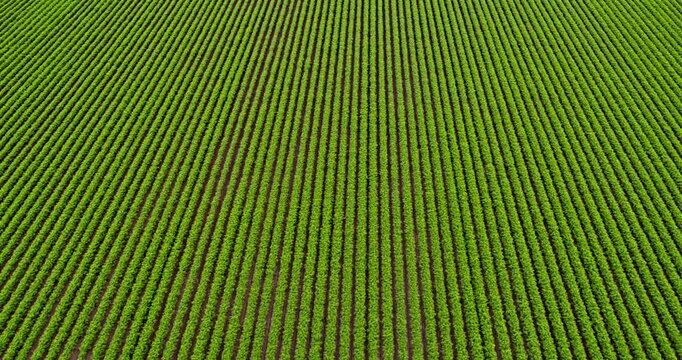 Aerial view of green agriculture field