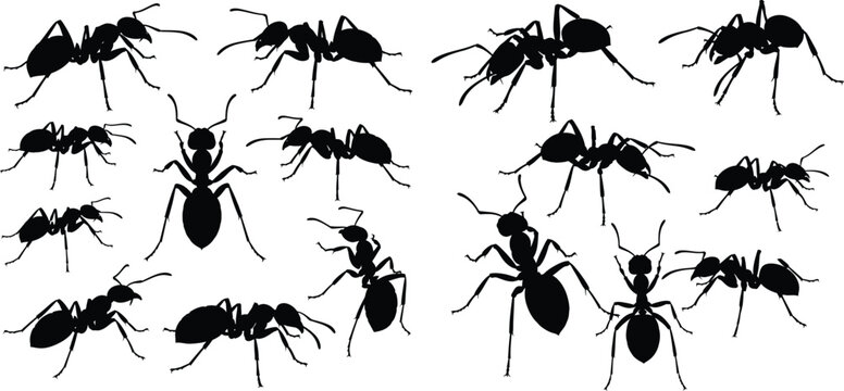 Diverse collection of ant insect silhouettes in various dynamic poses for nature and pest control concepts