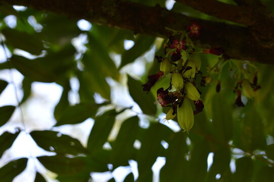 Fresh bilimbi fruits with red blossoms hanging on a tree branch, captured in soft daylight with natural green background, highlighting tropical plant beauty and organic growth concept.