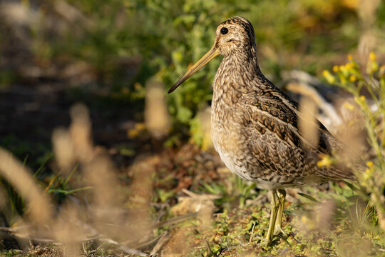 A South American Snipe (Gallinago paraguaiae) also known as the Pantanal Snipe. Falkland Islands.	