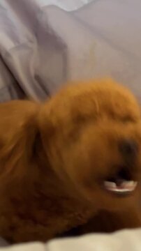 Brown puppy sitting grey soft pouf. Small curly naughty dog barks angrily at home interior. Cute pet bad behavior, disobedience, need working with doggy trainer. Vertical.